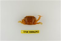 藏品(鈍齒短槳蟹)的圖片